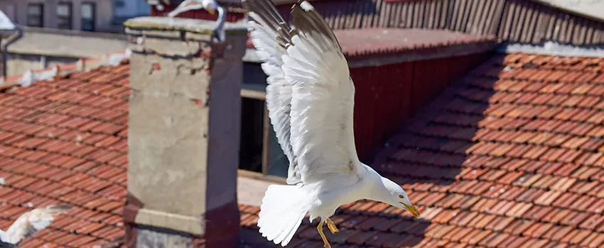 Residential Chimney Animal Removal Solution in Cutlerville, MI